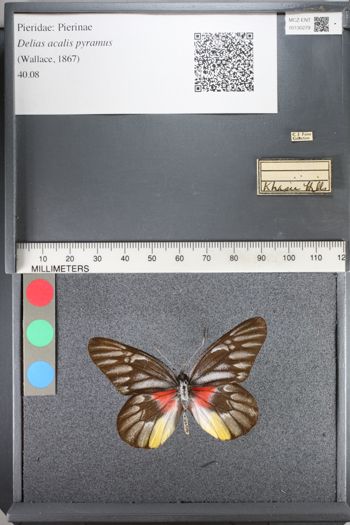 Media type: image;   Entomology 130279